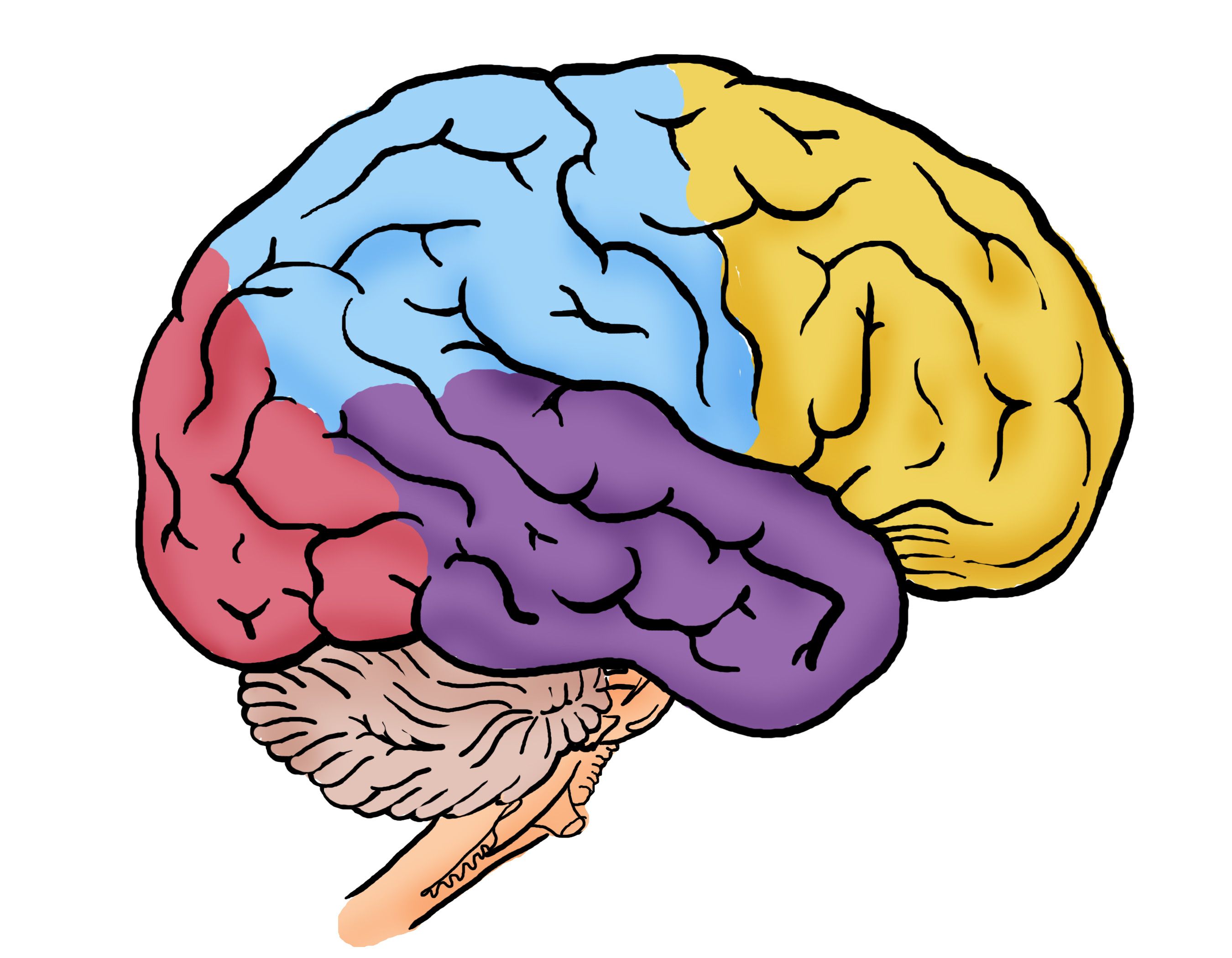 Brain 4 colored Lobes