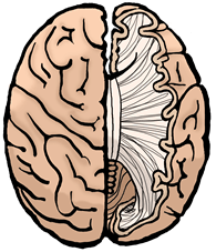 Brain with myelin