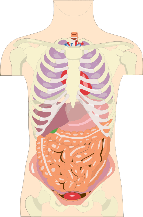 Human Organs Torso