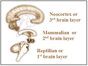 brain layers