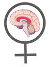 female brain